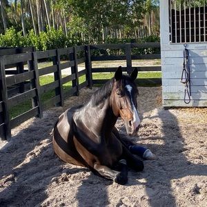 Meet your Posher, Ansley